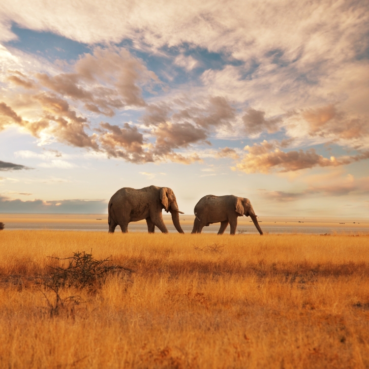 Kenias Tierwelt entfaltet sich